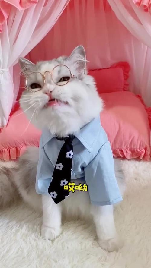 尼莫是什么品种的猫