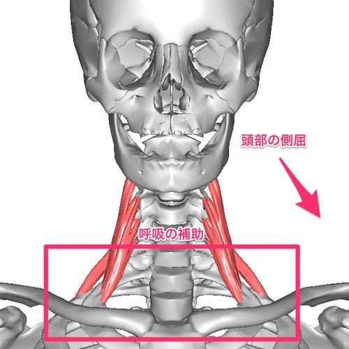 斜角肌间隙，名词解释