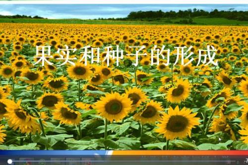 果实的性状由什么决定