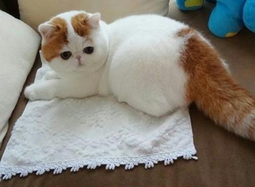 加菲猫可以吃生鱼吗