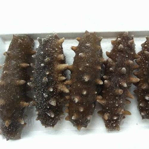 冷冻鲜海参一般煮几分钟能熟