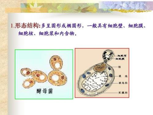 真菌的主要特征