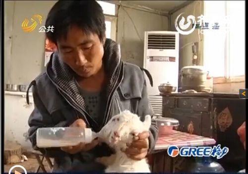 给羊喂奶粉的正确方法