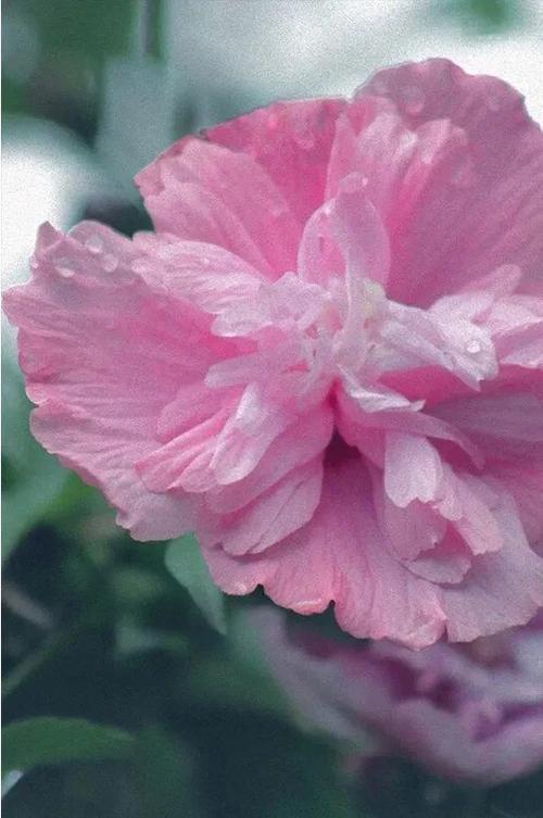 落笔生花花开盛夏的意思