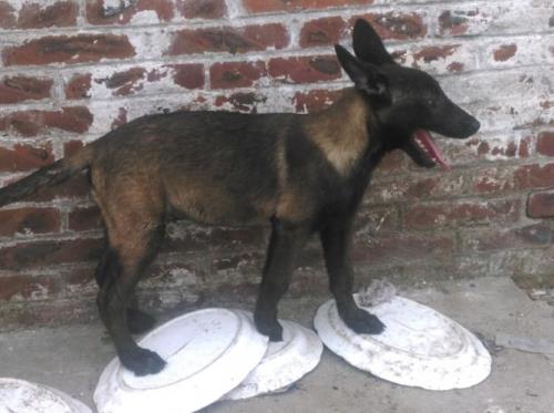 马犬幼犬笼养多长时间