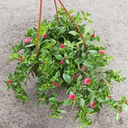 牡丹吊兰什么时间搬进室内