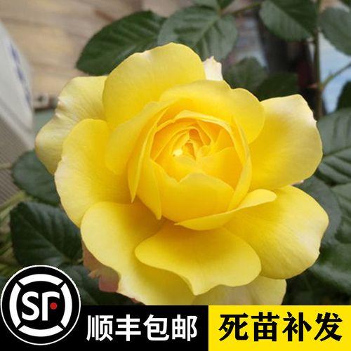 水星王月季和海神王有什么区别