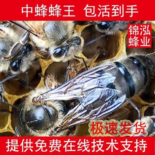 介蜂王与调脾哪个好