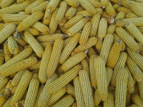 军辉618玉米种子怎么样