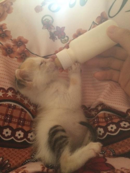 猫咪喝什么奶