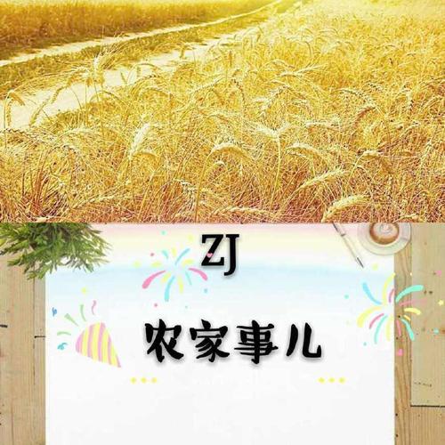 沈家门毛丕猪价多少一斤