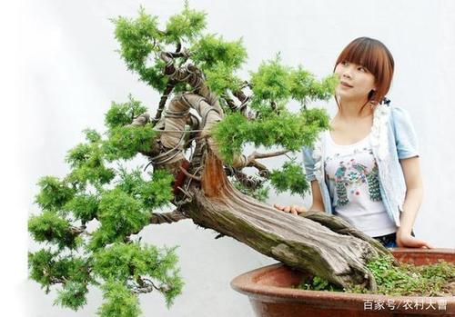 下山刺柏根很少能栽活吗