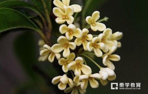桂花摸起来的感觉是什么