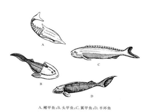 原口动物和后口动物的区别