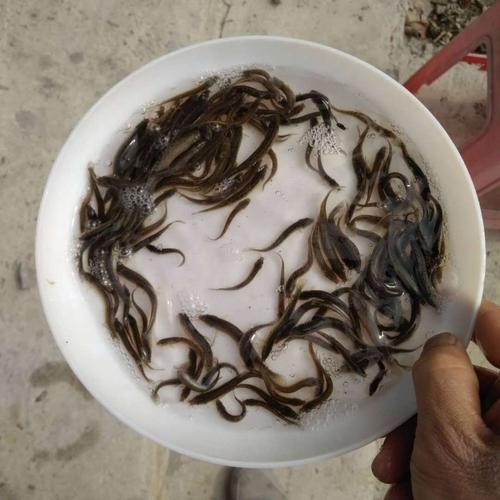 泥鳅好养吗还是小鲫鱼好养