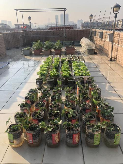 大家用油桶种菜是怎么种的呢