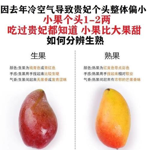 海南芒果一年结几次果