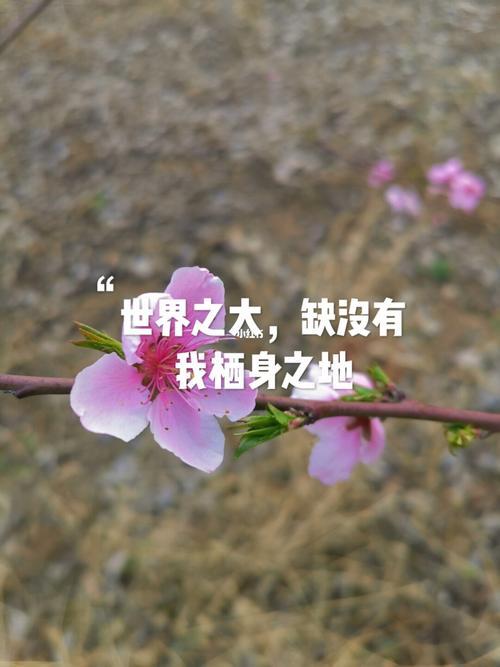 一步错步步错经典语录