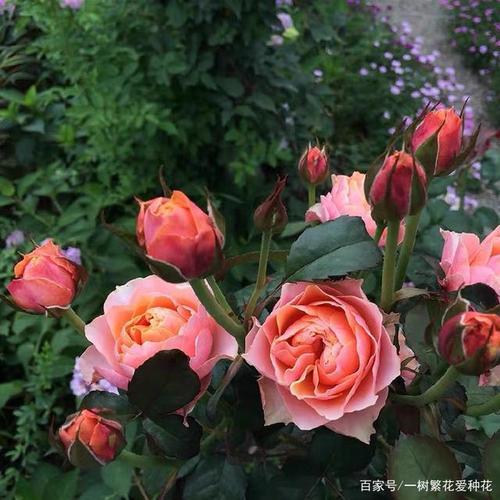 奥密月季优缺点