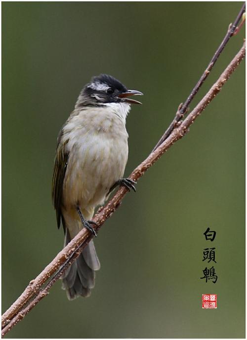 俊鸟攀高枝的歇后语