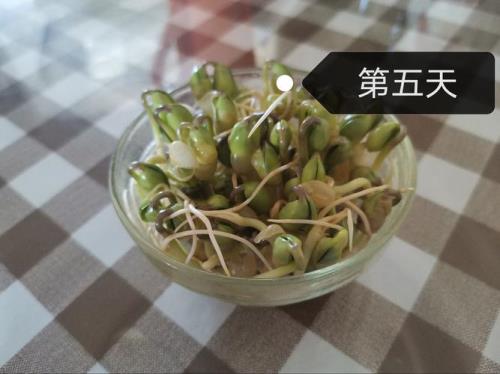 豆芽算不算是植物啊