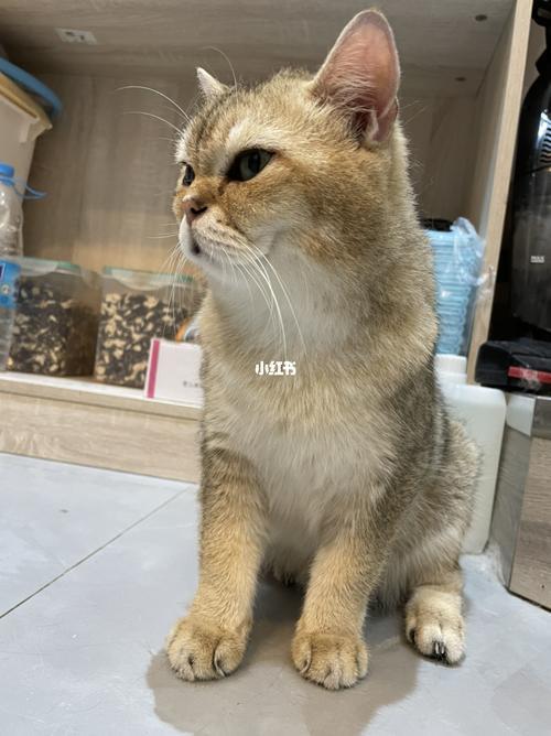 长毛金渐层和蓝白配出来什么猫