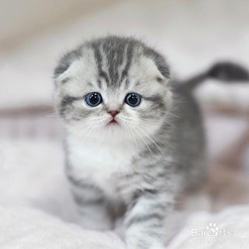 猫是如何叫的