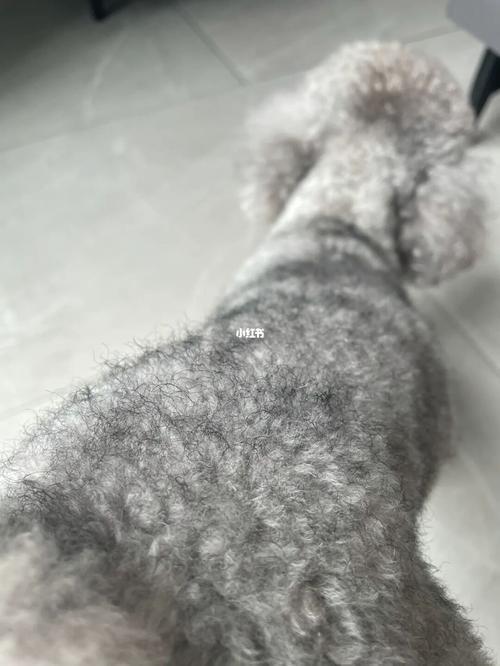 派格灰和羊绒灰哪个好看