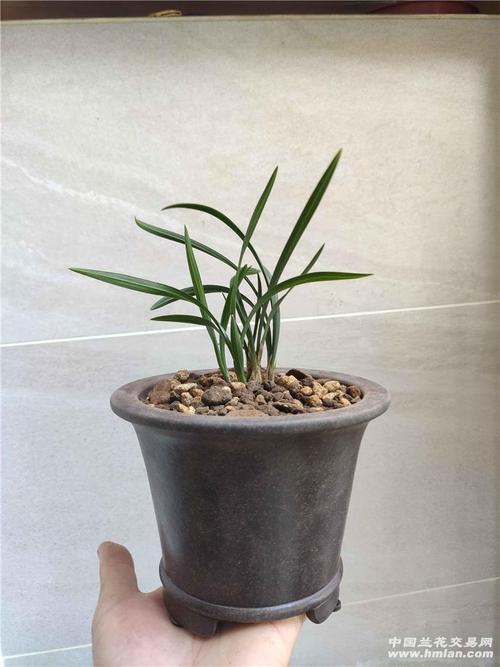 翠盖荷怎么配盆