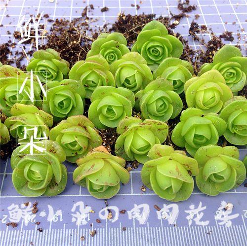 玫瑰花种子成苗绿怎么样