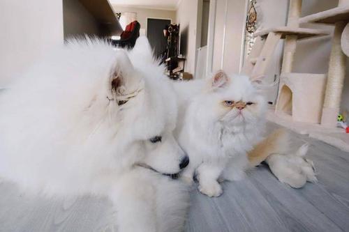 逗猫发朋友圈句子