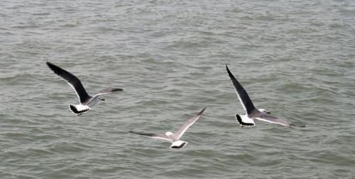 海阔天空任鸟飞下一句是什么