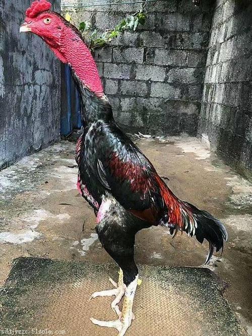 什么品种的斗鸡好