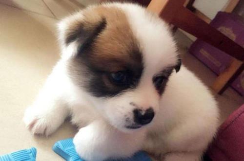 蝴蝶犬认主了能赶走吗