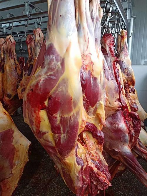 牛肉和马肉的区别是什么