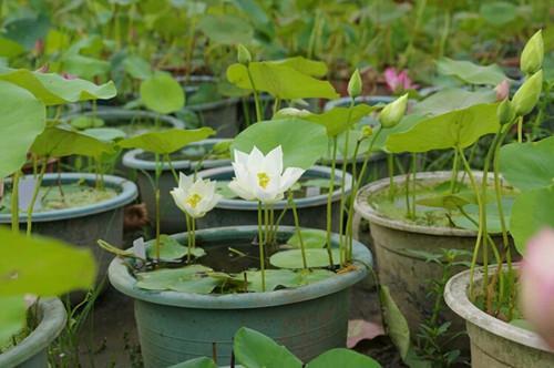 紫莲花种植方法