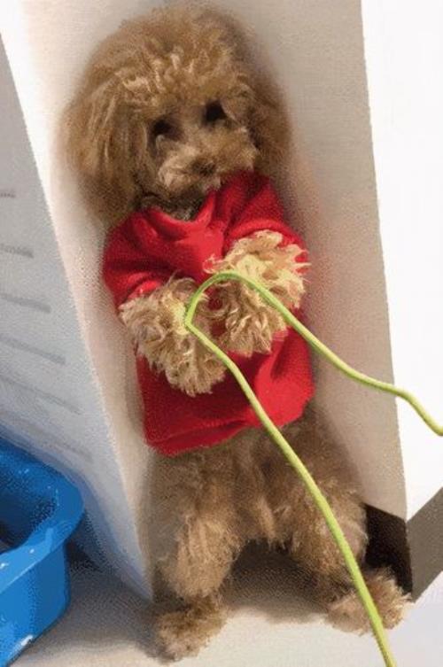 泰迪狗怕不怕冷啊