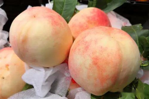 桃子味是哪里人