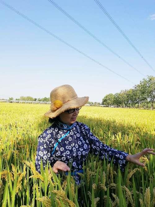 风吹稻花香下一句是什么