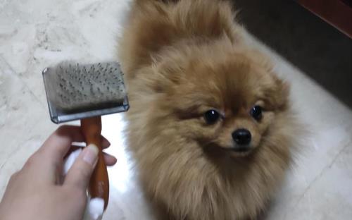 三个月大的博美能不能吃小瓜子