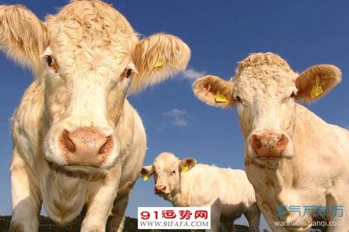 2022年属牛多少周岁