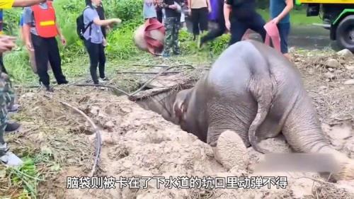 小猪掉进下水道会怎样