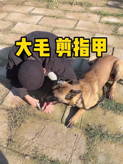 马犬的指甲几个月可以剪