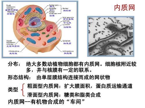 核膜的物质组成是什么