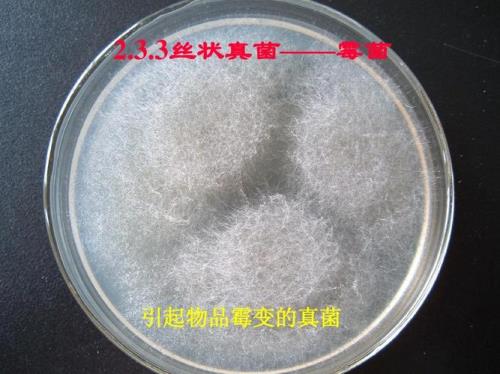 真菌与霉菌有什么区别