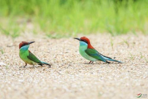 成语添砖加瓦是什么意思