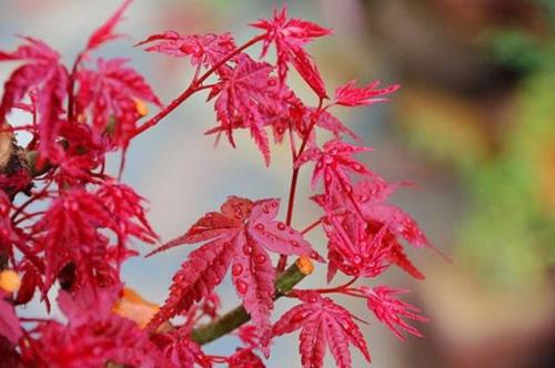 红枫几月发芽