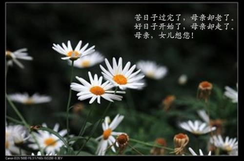 思念母亲的歌曲有哪些