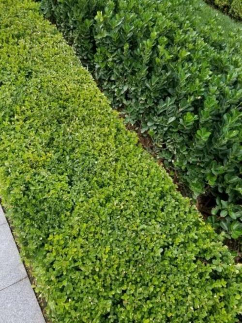 绿篱一般用什么样的植物