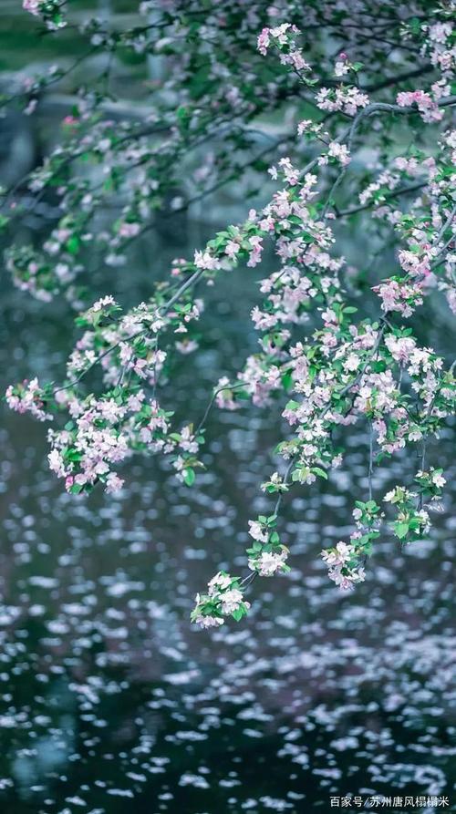花落花开又一春什么意思